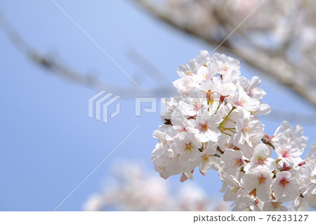 Spring image cherry tree 76233127