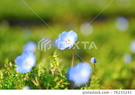 Nemophila Nemophila 76233241