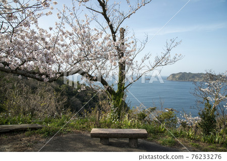 Cherry Road (Shimane Town, Matsue City, Shimane Prefecture) 76233276