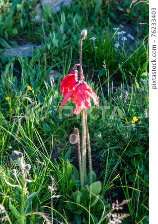 Meconopsis punikea,一種盛開在中國四川北部阿曼科山口的紅罌粟 Meconopsis punikea,一種盛開在中國四川北部阿曼科山口的紅罌粟 76233403