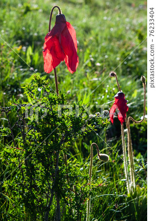 Meconopsis punikea,一種盛開在中國四川北部阿曼科山口的紅罌粟 Meconopsis punikea,一種盛開在中國四川北部阿曼科山口的紅罌粟 76233404