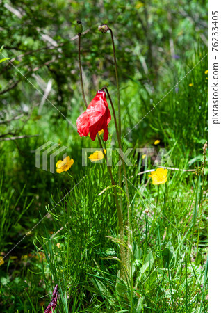 Meconopsis punikea,一種盛開在中國四川北部阿曼科山口的紅罌粟 Meconopsis punikea,一種盛開在中國四川北部阿曼科山口的紅罌粟 76233405