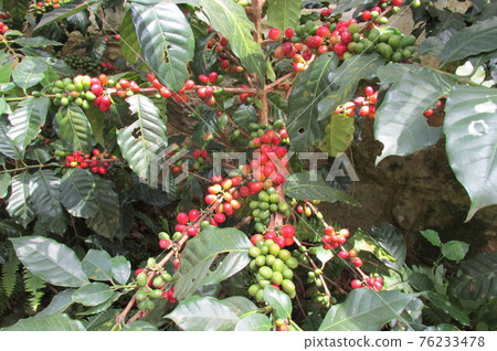Colombian coffee fruit 76233478