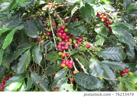 Colombian coffee fruit Colombian coffee fruit 76233479