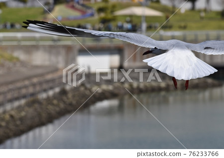 Flying black-headed gull 76233766