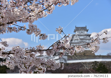 日本兵庫縣姬路市姬路城，世界遺產和國寶，春天的櫻花，藍天和宏偉的城堡塔 76234111