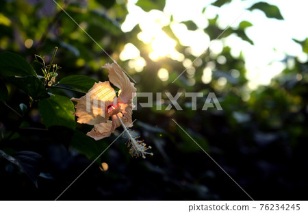 Hibiscus flower. Light beige pastel yellow petals. Jungle with golden sunlight at sunset and dark blurry bush, trees, garden, park abstract texture background. Horizontal image style. Hibiscus flower. Light beige pastel yellow petals. Jungle with golden sunlight at sunset and dark blurry bush, trees, garden, park abstract texture background. Horizontal image style. 76234245