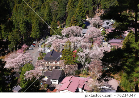 Kuonji Temple, the head temple of the Nichiren sect, Kitanobo weeping cherry tree seen from the main hall 76234347