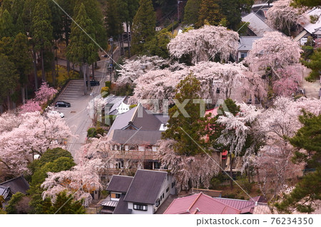 日蓮宗總寺廣濟寺,從正殿望去的北野坊垂枝櫻 日蓮宗總寺廣濟寺,從正殿望去的北野坊垂枝櫻 76234350