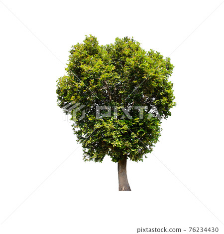 Tree isolated on white background. Tree isolated on white background. 76234430