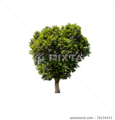 Tree isolated on white background. Tree isolated on white background. 76234431