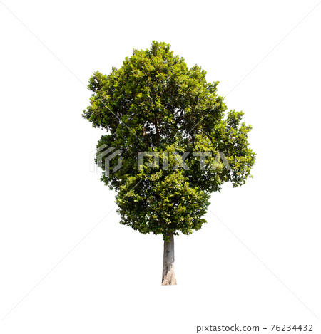 Tree isolated on white background. Tree isolated on white background. 76234432