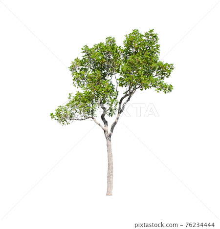 Tree isolated on white background. Tree isolated on white background. 76234444