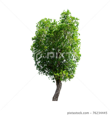 Tree isolated on white background. Tree isolated on white background. 76234445