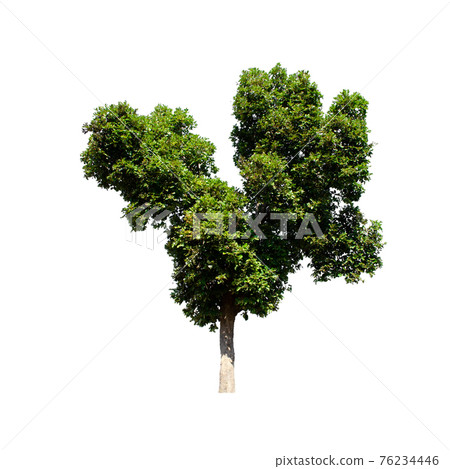 Tree isolated on white background. 76234446