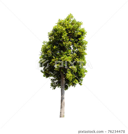 Tree isolated on white background. Tree isolated on white background. 76234478