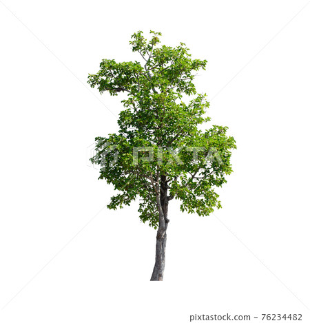 Tree isolated on white background. Tree isolated on white background. 76234482