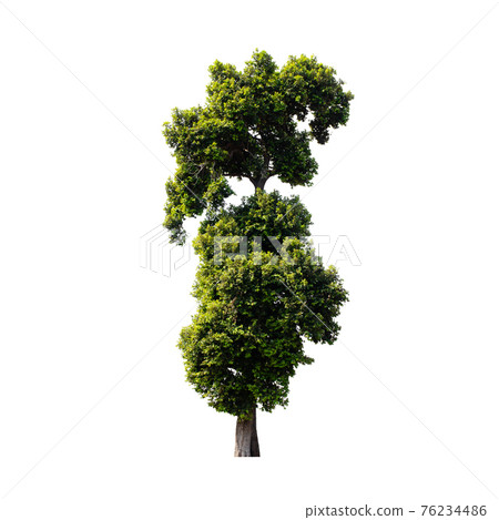 Tree isolated on white background. Tree isolated on white background. 76234486