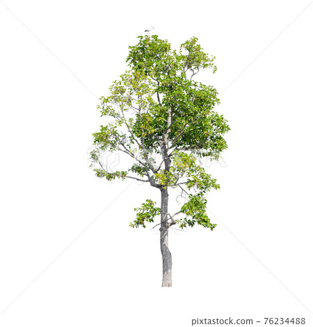 Tree isolated on white background. Tree isolated on white background. 76234488