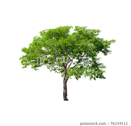 Tree isolated on white background. Tree isolated on white background. 76234512