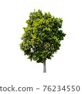 Tree isolated on white background. 76234550