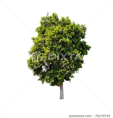Tree isolated on white background. Tree isolated on white background. 76234550