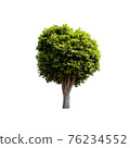 Tree isolated on white background. 76234552