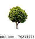 Tree isolated on white background. 76234553