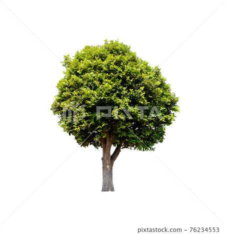 Tree isolated on white background. Tree isolated on white background. 76234553