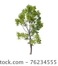 Tree isolated on white background. 76234555
