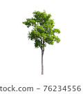 Tree isolated on white background. 76234556