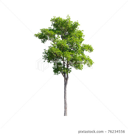 Tree isolated on white background. Tree isolated on white background. 76234556