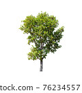 Tree isolated on white background. 76234557