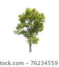 Tree isolated on white background. 76234559