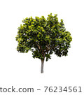 Tree isolated on white background. 76234561