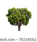 Tree isolated on white background. 76234562
