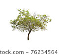 Tree isolated on white background. 76234564