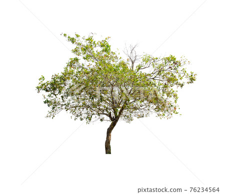 Tree isolated on white background. Tree isolated on white background. 76234564