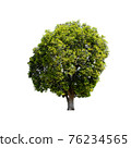 Tree isolated on white background. 76234565