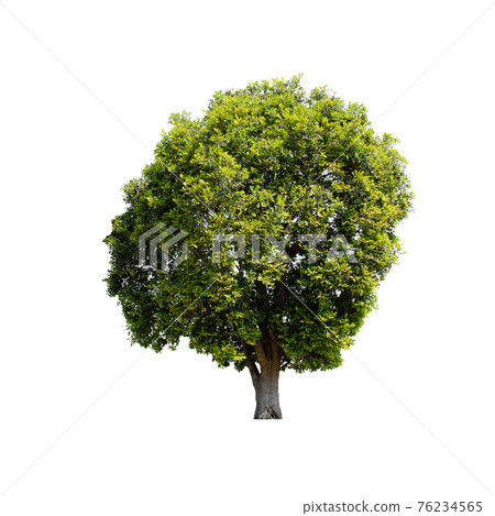 Tree isolated on white background. Tree isolated on white background. 76234565