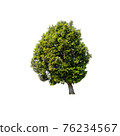 Tree isolated on white background. 76234567