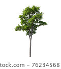 Tree isolated on white background. 76234568