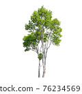 Tree isolated on white background. 76234569