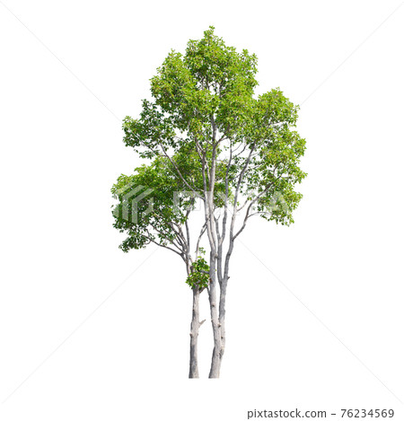 Tree isolated on white background. Tree isolated on white background. 76234569