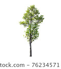 Tree isolated on white background. 76234571