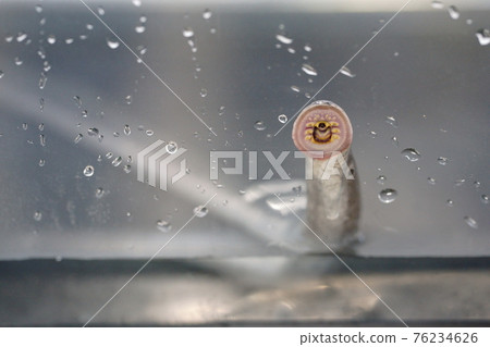 七鰓鰻粘在水族館裡 七鰓鰻粘在水族館裡 76234626