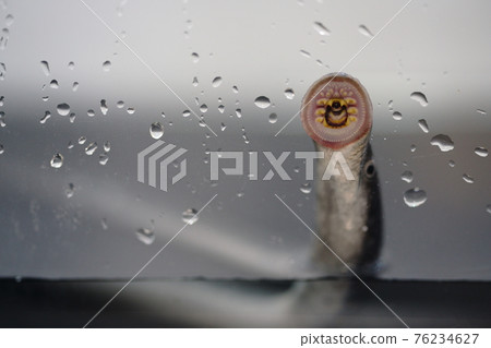 Lamprey sticking to the aquarium Lamprey sticking to the aquarium 76234627