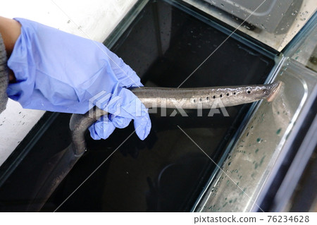 七鰓鰻粘在水族館裡 76234628