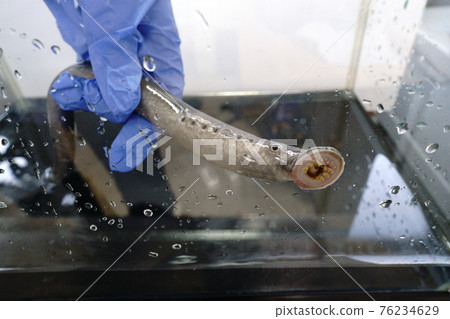 七鰓鰻粘在水族館裡 76234629