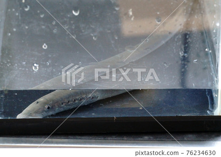 七鰓鰻粘在水族箱底部 76234630